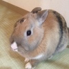 わらびさんはやっぱりオブジェ化・・・