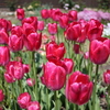チューリップ