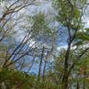 木立ち　良い天気