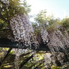 ④