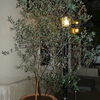 植え直された我が家のオリーヴの木