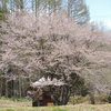 オキノ桜