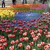 チューリップ