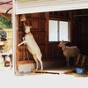 やぎさんも元気