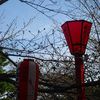 桜の開花期間中は「桜まつり」を開催☆