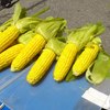 とうもろこし