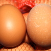 田島農場の新鮮な卵Sサイズ アップ