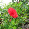 ハイビスカスがきれい