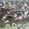 桜と千歳川