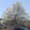 こぶしの花