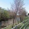 千歳川ほとりの遊歩道