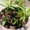 元肥料入りの土に植え替え終了