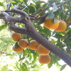 みかんがたわわに