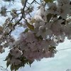 たわわに～