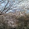 春ですよ～