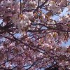 色の濃い桜