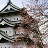 弘前城と桜（まだ二分咲き）