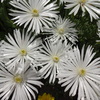 松葉菊
