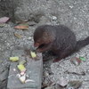 コビトマングース食事中