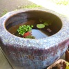 私のビオトープ