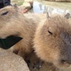 頭が２つある動物に見える・・・
