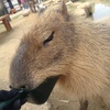 パコッとハマる