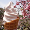 梅の花に・・・　　　ソフトが負けました