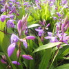 この花知ってる？