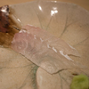 真子鰈