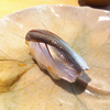 コハダ