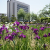 加古川市役所前の庭園