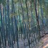 涼やかな竹林
