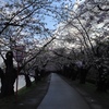 桜のトンネル　5/7 早朝　雨上がりで桜もイマイチ