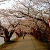 桜のトンネル　5/8 夕方　だいぶ良く見えるように