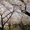 角館版桜のトンネル