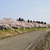 桧木内川沿いの桜並木