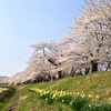 桧木内川沿いの桜並木