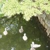 倉敷川の白鳥の赤ちゃん５羽