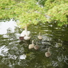 倉敷川の白鳥の赤ちゃん５羽とお母さん