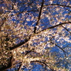 夜桜見物