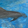 イルカに乗ってきました