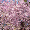 美しいしだれ桜