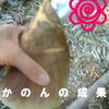 たけのこ狩りにチャレンジ★