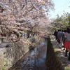 哲学の道でも満開