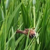 スズメが遊んでいます