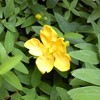 何の花？