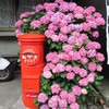 郵便ポストをいだく紫陽花