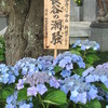 長谷寺の紫陽花？