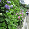 山門の石段の両脇が紫陽花