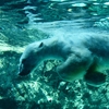 シロクマのダイブ